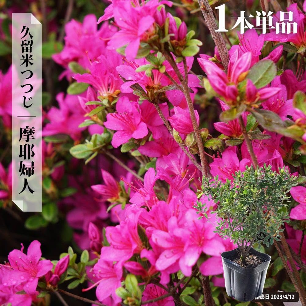 Amazon | ツツジ 久留米ツツジ 【 摩耶婦人（マヤフジン） 】 4号